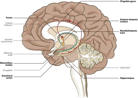 Isolated mammillary body involvement on MRI in Wernicke's ...