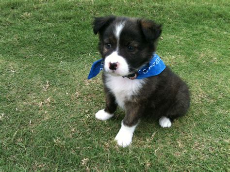 Border-Aussie | GreatDogSite