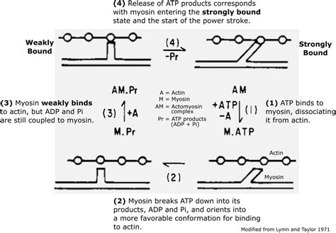 The Myosin Cross-Bridge Cycle