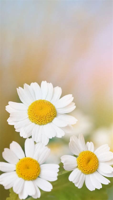 [100+] Daisy Iphone Wallpapers | Wallpapers.com