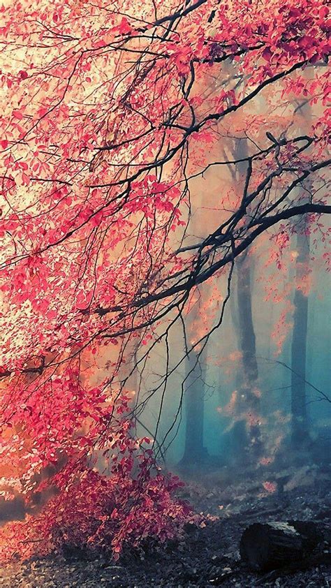 Colorful Forest Wallpapers - Top Free Colorful Forest Backgrounds - WallpaperAccess