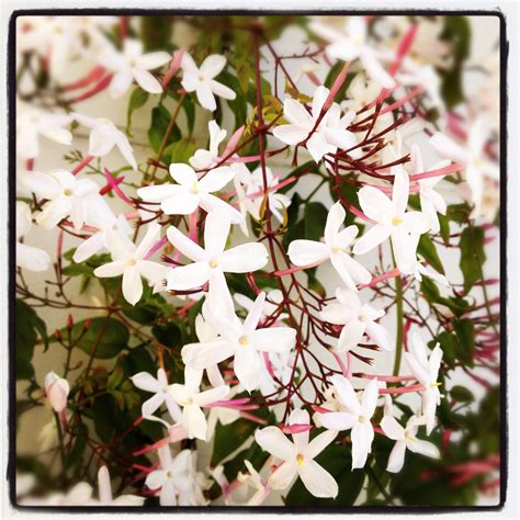 My night blooming jasmine Lovely Perfume, Scent, Fragrance, Backyard Spaces, Exotic Flowers ...