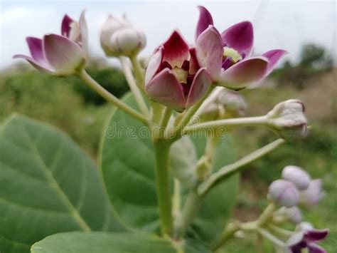 Madar Flower Opening Umbel Beautiful Stock Photo - Image of magar, madarpllant: 175020286