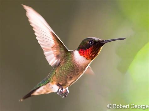 Atlas Photo Gallery - Ruby-throated Hummingbird - Wisconsin Society for ...