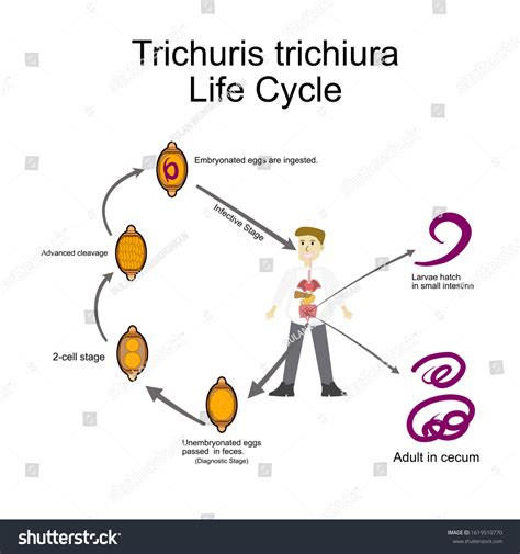 2 kuvaa, arkistovalokuvaa, 3D-objektia ja vektorikuvaa aiheesta The life cycle of the trichuris ...