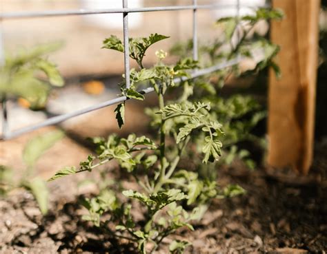 How to create a wall with climbing plants? - Revista Landuum