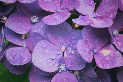 Purple Hydrangeas · Free Stock Photo