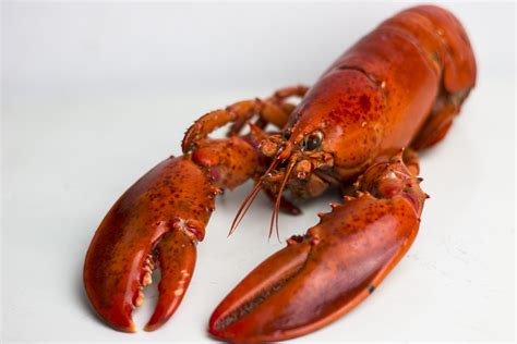 2.5 lbs. Fresh Live Maine Lobster | Lobster Trap: Live Lobster Online