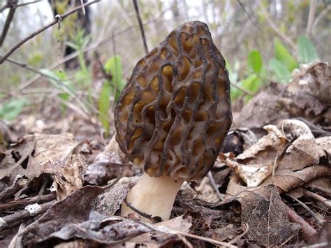 Tout, tout, tout sur la cuisine des champignons sauvages séchés – Gourmet Sauvage