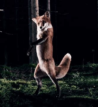 Sassy Fox GIF - Find & Share on GIPHY