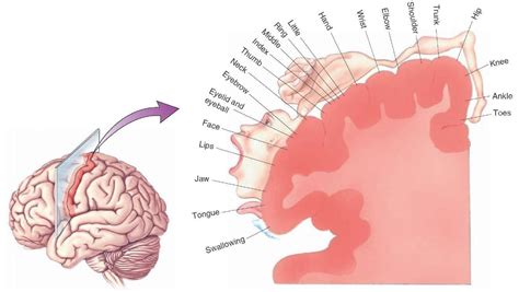 The relative homuncular representation of the primary motor cortex reveals the… Primary Motor ...