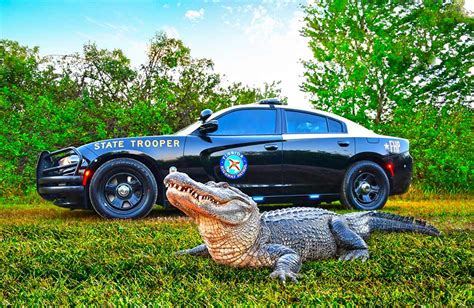 Gatorland Alligator "Tamale" Featured In Florida Highway Patrol National Contest To Vote For ...