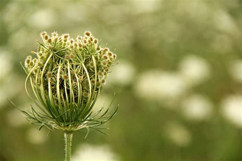 Plant Talk: Carrot Seed - AmyGalper