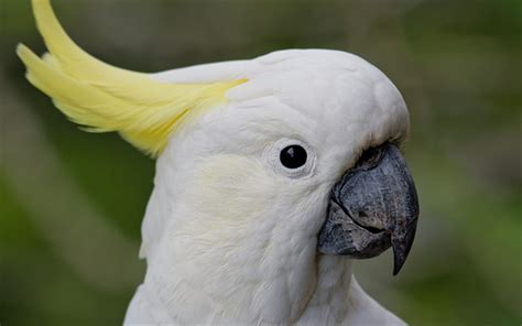 Download wallpapers white parrot, White cockatoo, white bird, tropical birds, parrots for ...