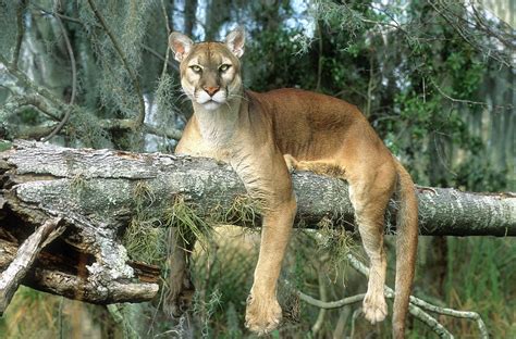 Florida Panther Resting on a Tree Limb Photograph by Gail Shumway - Pixels