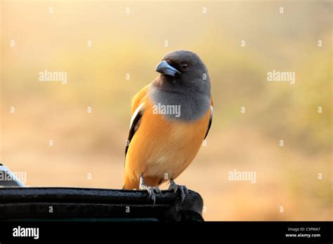 Bird, Ranthambore National Park, Rajasthan, India Stock Photo - Alamy