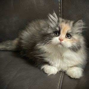 Available Kittens – The RagaMuffin Cat