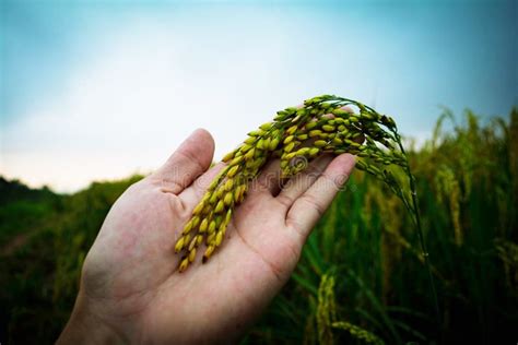 Rice in hand stock photo. Image of leaf, paddy, agriculture - 46222366