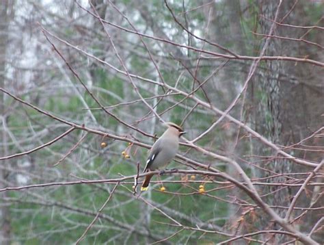 Bohemian Waxwing - FeederWatch