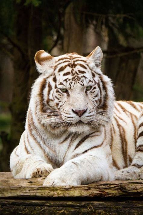 Pin by Jennifer Hutto on Tigers | Albino animals, Wild cats, Tiger pictures