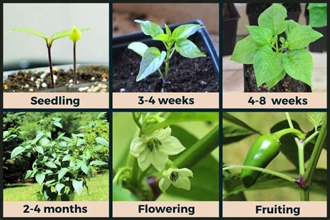 Jalapeño Plant Stages (w/Pictures) - Seedling to Harvest - Pepper Geek