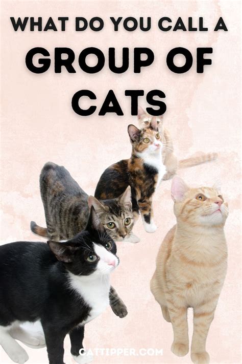 Group Of Cats, Collective Nouns, Cat Call, Households, Herding, Cattle ...