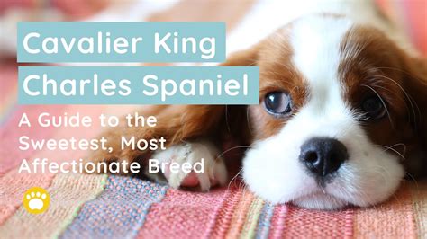 Cavalier King Charles Spaniel Description, Size, History, Facts - sol-inc.jp