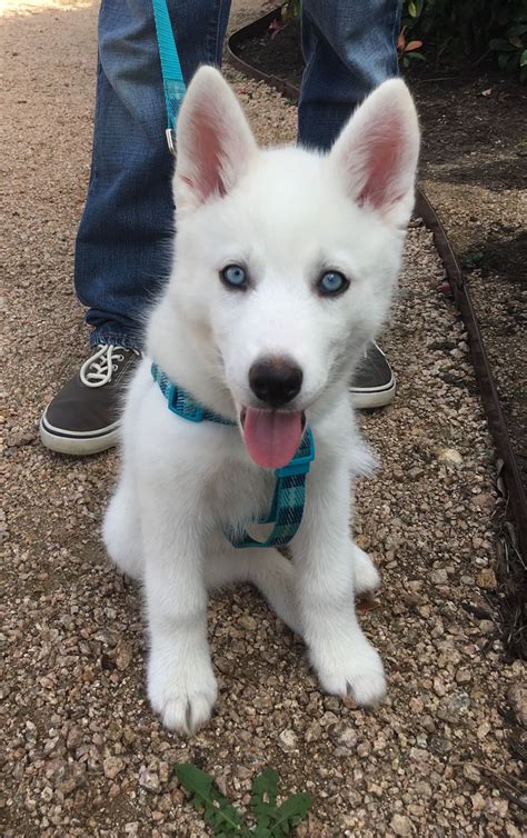 Blue eyed all white Husky | Wolf dog, White husky, White husky puppy