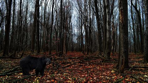 Forest of the Black Bear | Artistic photography, Black bear, Forest