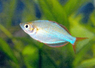 From Tank Setup To Breeding: Guide To Neon Rainbowfish Care, 50% OFF