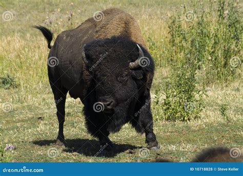 Charging Bison Royalty Free Stock Photos - Image: 10718828