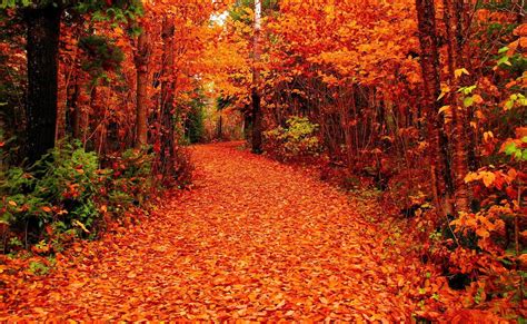 Fall Nature Wallpapers - Top Free Fall Nature Backgrounds - WallpaperAccess