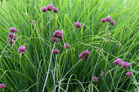 Grass with purple flowers - livingapo