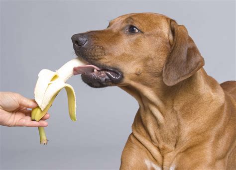 Can dogs eat bananas? Toxic or tasty? - Practical Paw | The Dog Lovers Toolkit