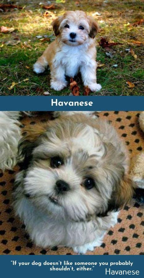 Havanese Puppies Colors in 2020 | Havanese puppies, Havanese, Dogs