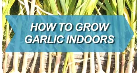 How To Grow Garlic In Containers Indoors | Handy & Homemade