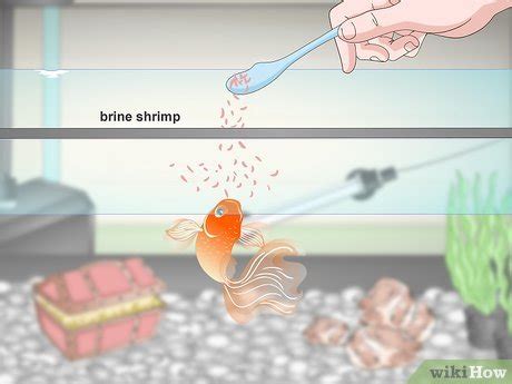 4 Ways to Care for Fancy Goldfish - wikiHow Pet