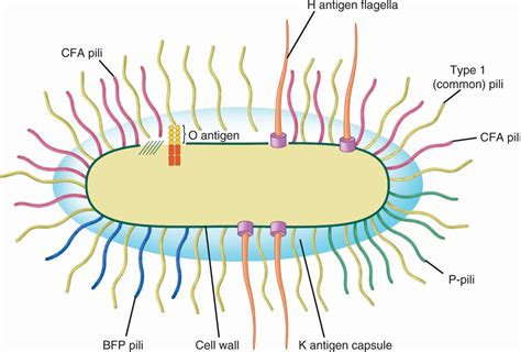 33 Enterobacteriaceae | Basicmedical Key