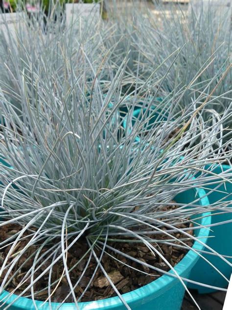 Oderings Garden Centres | Perennials - Festuca Glauca 2L