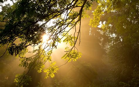 Nature Sunbeam HD Wallpaper