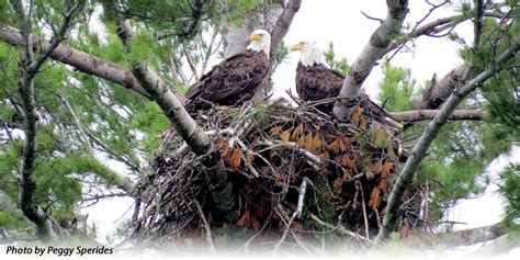 eagles nest - Lori Borgman