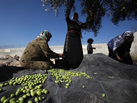 Palestinian Olive Harvest Turns Bitter As Economy Sputters : The Salt : NPR