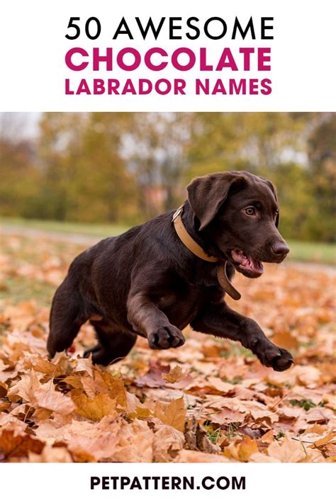 50 Awesome Chocolate Labrador Names | Labrador names, Chocolate labrador, Chocolate labrador ...