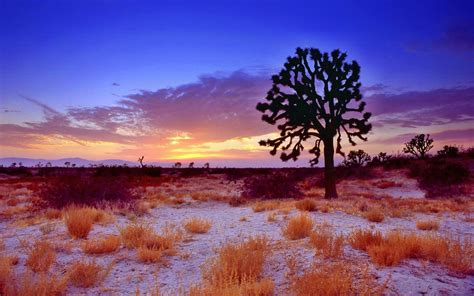 Download Nature USA California Mojave Desert Sunset Sunrise Landscape ...