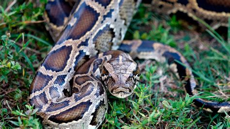 Snakes on the wane: Hunters catch thousands of pythons in Florida | US ...