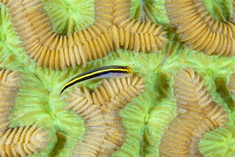 Bonaire Reef - Gobies