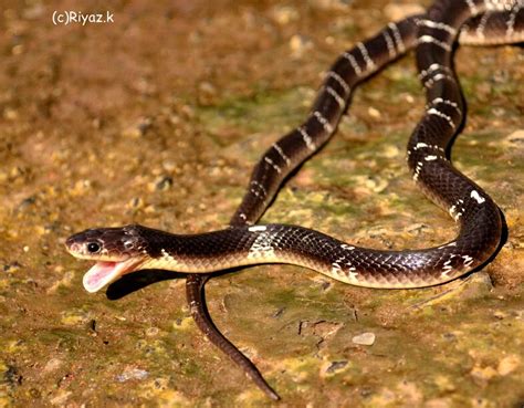 kingsnake blog Kingsnake.com Blog - Common krait: The silent killer