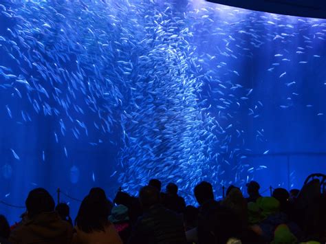 Port of Nagoya Public Aquarium | Nagoya City | Aichi Prefecture | Official Site | Sightseeing ...