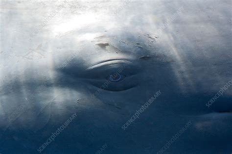 Sperm Whale Eye - Stock Image - C031/8685 - Science Photo Library