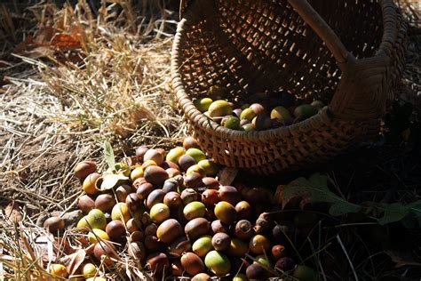 Of Acorns and Oak Galls — Zena Forest Products | Salem, OR